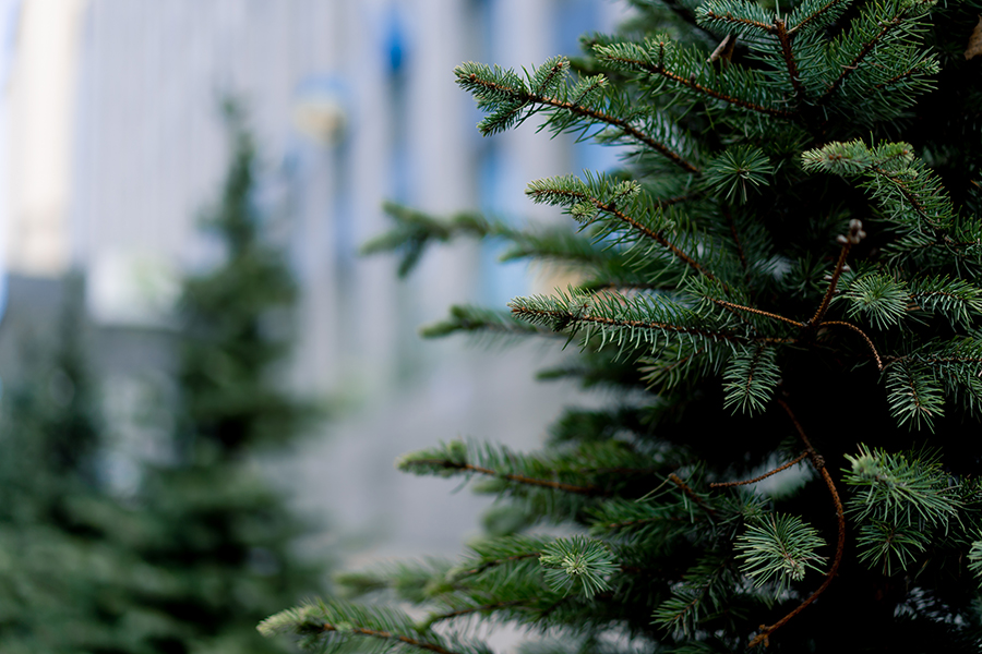 Kerstboom impregneren